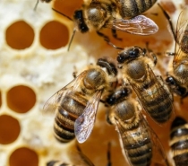 Engenheiro morre após ser atacado por abelhas enquanto trabalhava em obra de Marliéria -MG